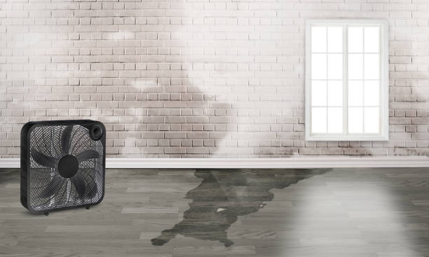 Best Water damage contractors near me  in Anniston, AL